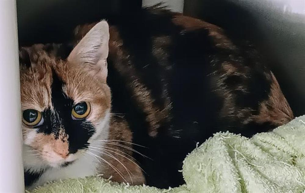 Shelter Stray Female Cat last seen TRIANA BLVD / NASSAU, Huntsville, AL 35805