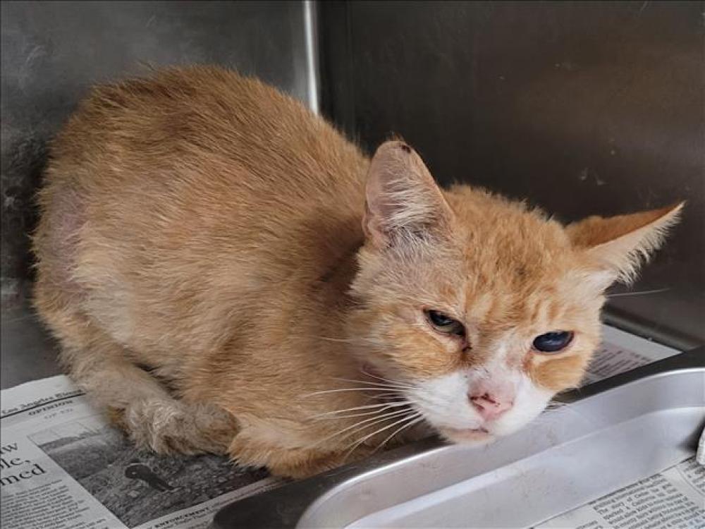 Shelter Stray Male Cat last seen , Los Angeles, CA 90047