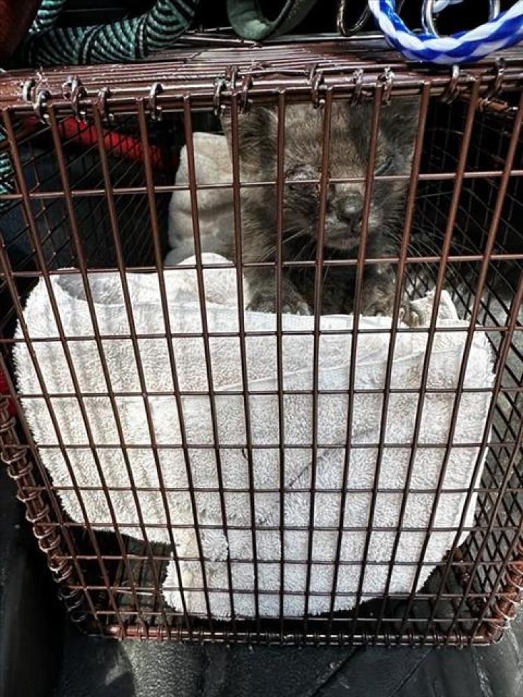 Shelter Stray Male Cat last seen Near BLOCK MOSES LN, Austin, TX 78702
