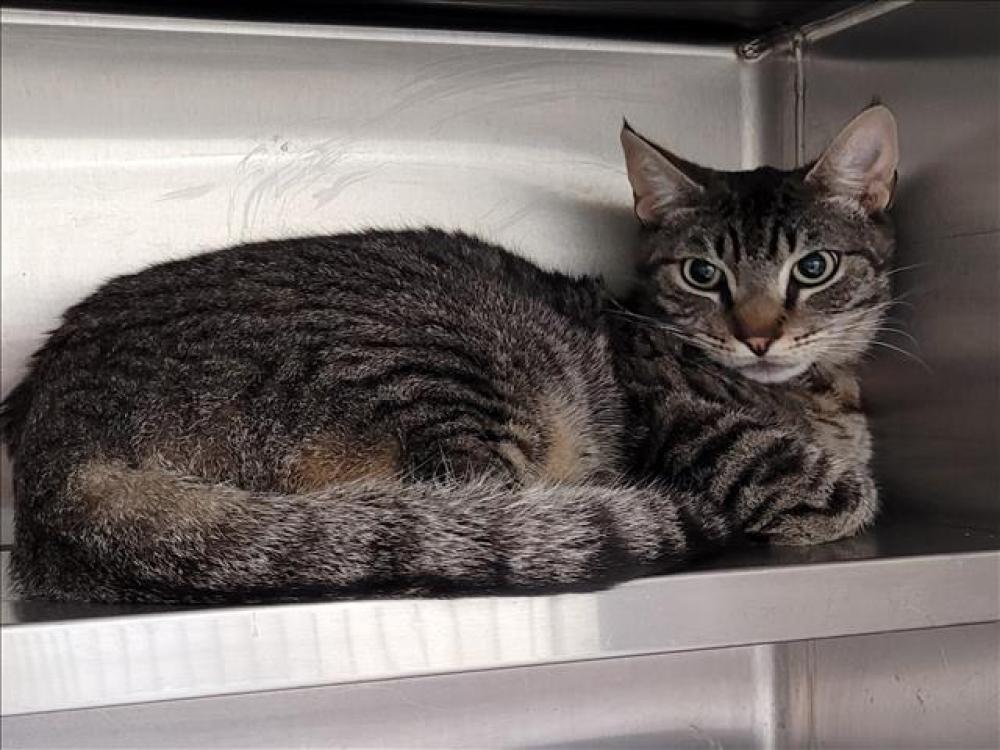 Shelter Stray Male Cat last seen , Los Angeles, CA 90047