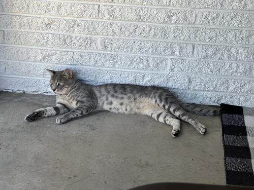 Lost Male Cat last seen josey and spring ave, baxley dr, hood st, santa rosa dr, Carrollton, TX 75006