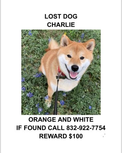 Lost Male Dog last seen Retention pond/ woods behind Gleannloch athletics complex, Spring, TX 77379