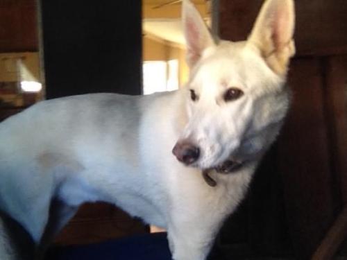 Lost Male Dog last seen VanNess/Clinton/Shields, Fresno, CA 93704