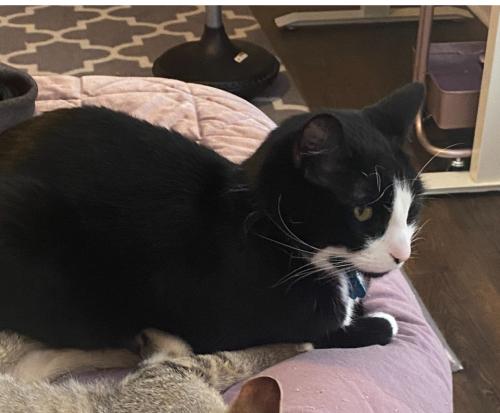Lost Male Cat last seen Holly and Arapahoe, Centennial, CO 80122