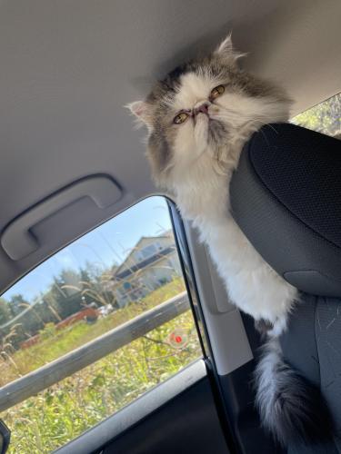Lost Male Cat last seen Near and 71 Ave , Surrey, BC 