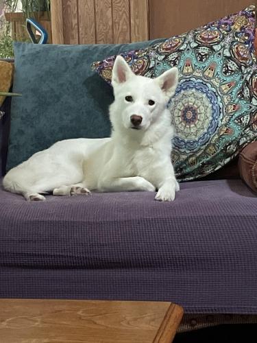 Lost Female Dog last seen Midway Drive, Temple, TX 76502