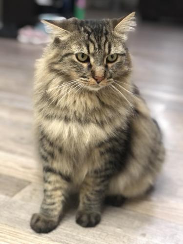 Lost Male Cat last seen Humboldt and Menlo , Hanford, CA 93230
