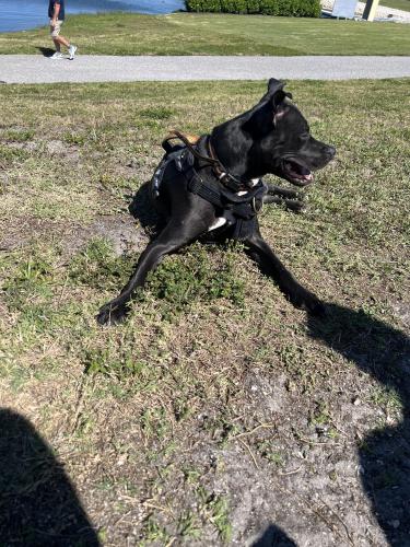 Lost Male Dog last seen 14th Street , South Bradenton, FL 34207