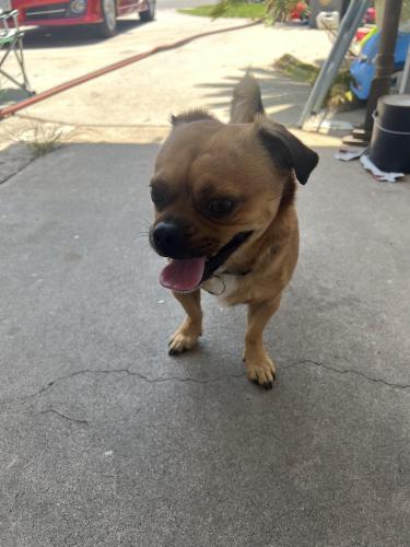 Found/Stray Male Dog last seen Greenacre Ave, Anaheim, CA 92801
