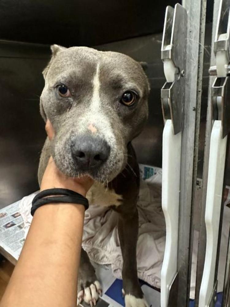 Shelter Stray Male Dog last seen Near N 39TH, 70802, LA, Baton Rouge, LA 70820