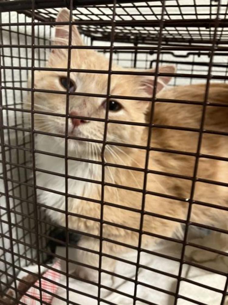 Shelter Stray Unknown Cat last seen Knox County, TN 37920, Knoxville, TN 37919