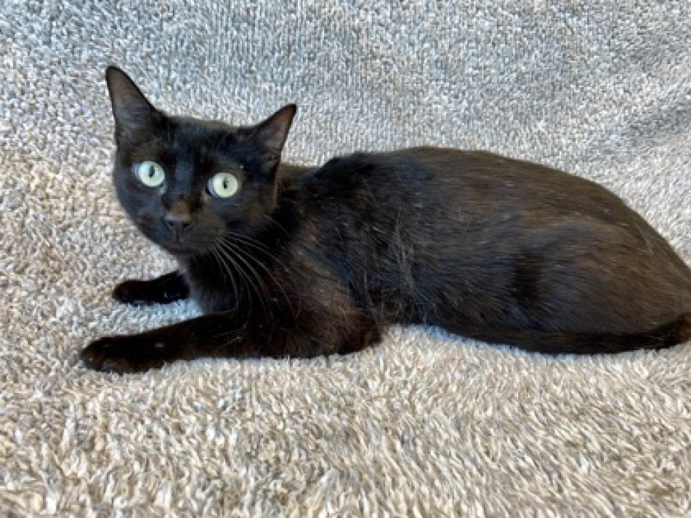Shelter Stray Female Cat last seen Near Deadwood Rd, 70356 - Gibson, LA, Gray, LA 70359