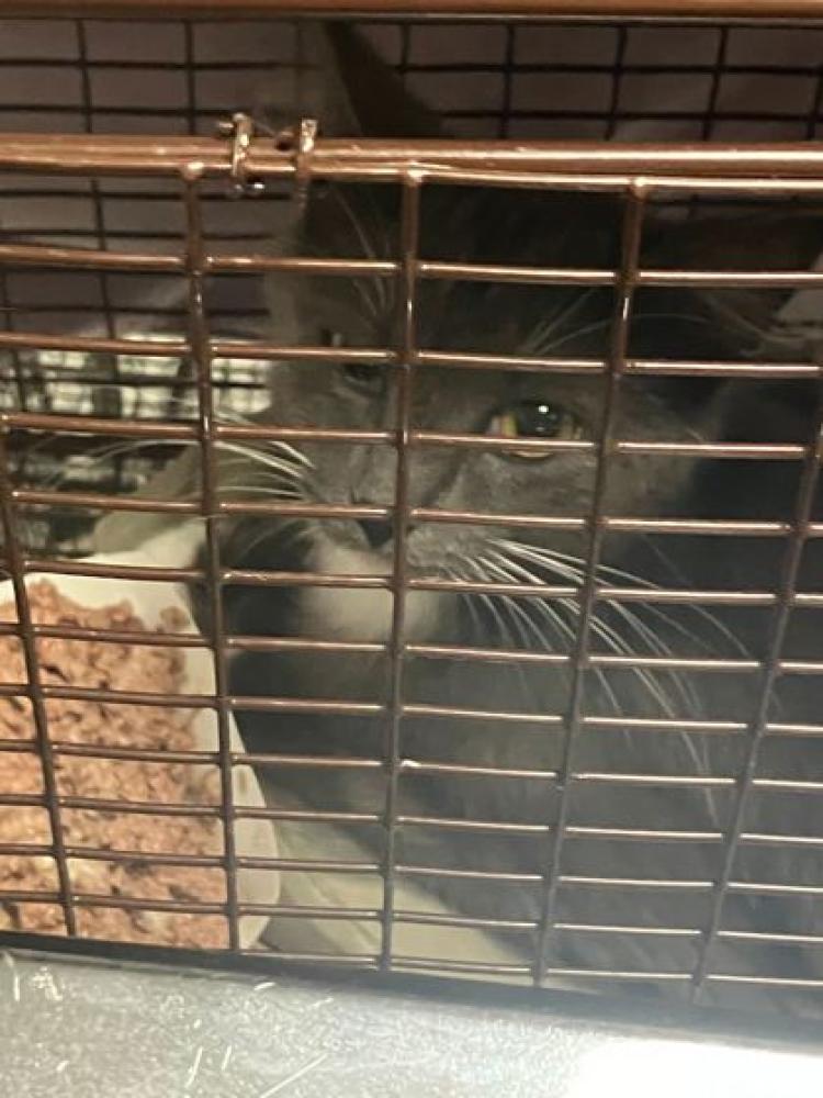 Shelter Stray Unknown Cat last seen Knoxville, TN , Knoxville, TN 37919