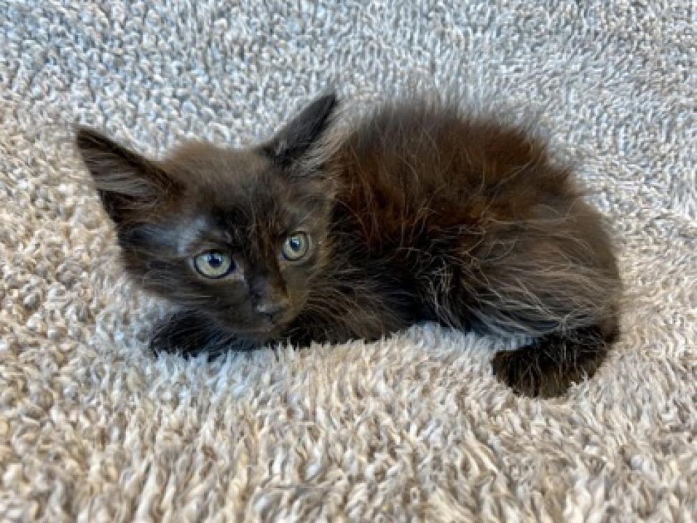 Shelter Stray Male Cat last seen Crochetville Road, 70377 - Montegut, LA, Gray, LA 70359