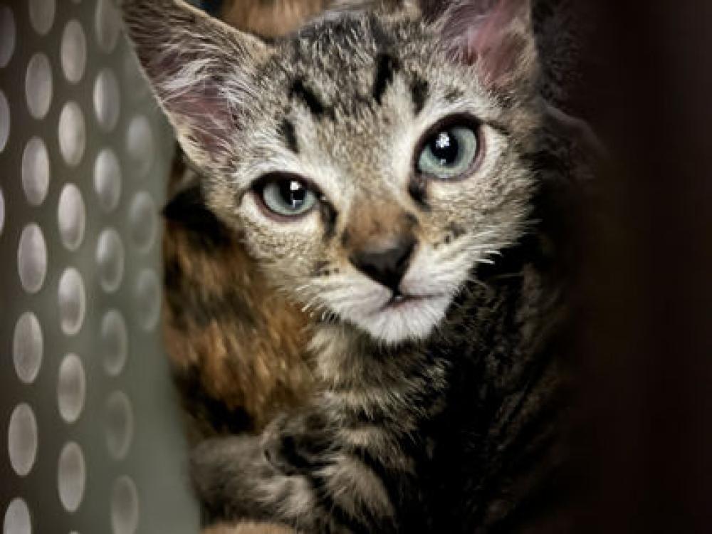 Shelter Stray Male Cat last seen Missoula, MT , Missoula, MT 59804
