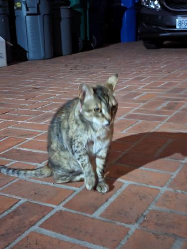 Lost Female Cat last seen Hartland Circle, Santee, CA 92071