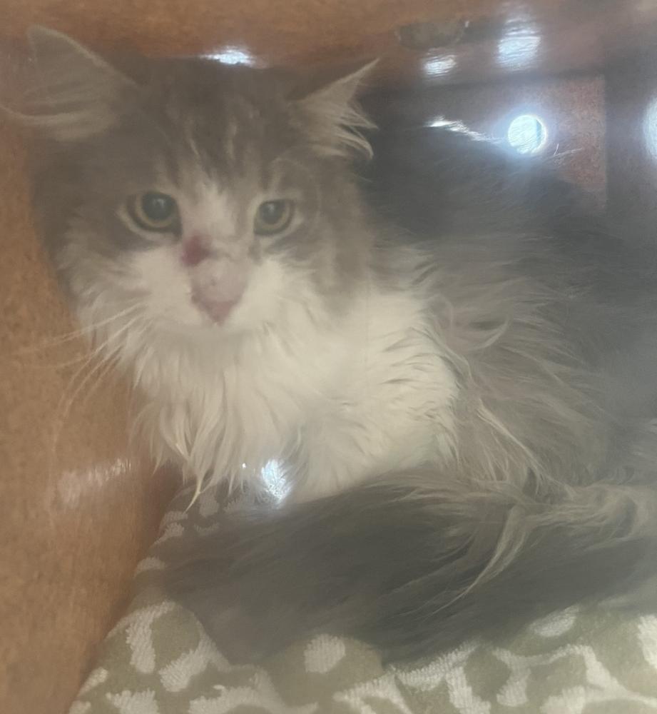 Shelter Stray Unknown Cat last seen Near W Country Classic Drive, Bluffdale, UT, 84065, Salt Lake City, UT 84123