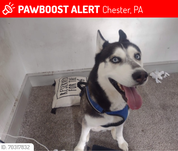 Lost Male Dog last seen 9th St & Edgemont Ave, Chester, PA 19013