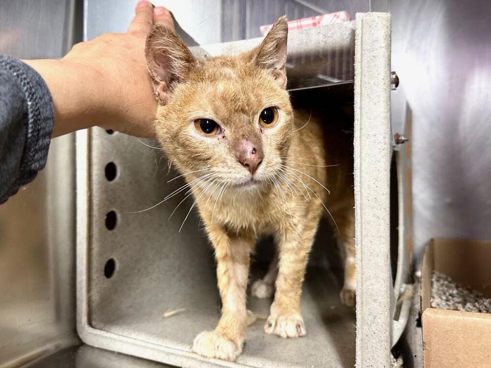 Shelter Stray Male Cat last seen W 61/62 Street, NEW YORK, NY, 10029, New York, NY 10029