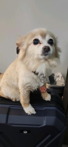 Lost Female Dog last seen Scenic hwy by apple market and cvs, Pensacola, FL 32504
