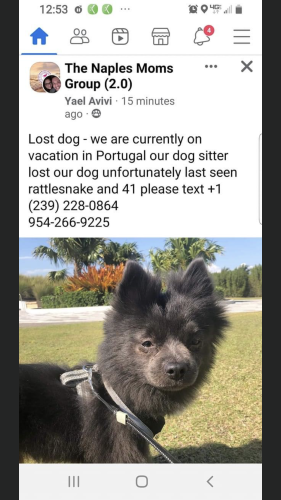 Lost Male Dog last seen Near lake point lane , Naples, FL 34112