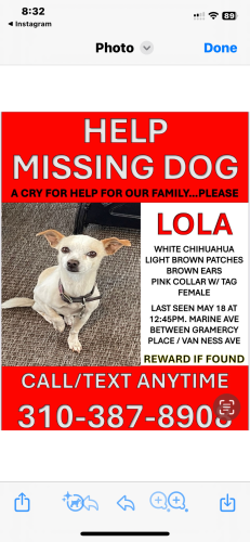 Lost Female Dog last seen Marine & Prairie , Gardena, CA 90247