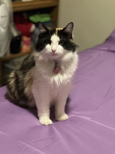 Lost Female Cat last seen Martin Luther king jr pkwy, Des Moines, IA 50309