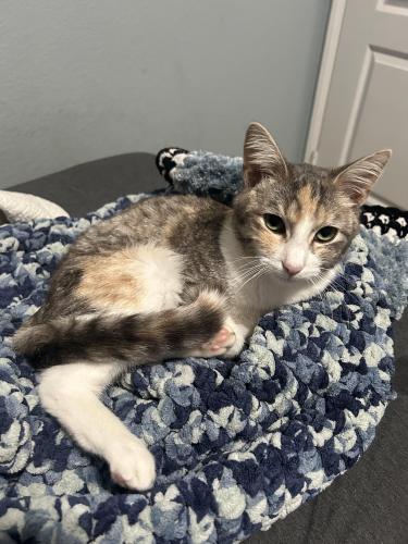 Lost Female Cat last seen Canyon Crest Academy, San Diego, CA 92130