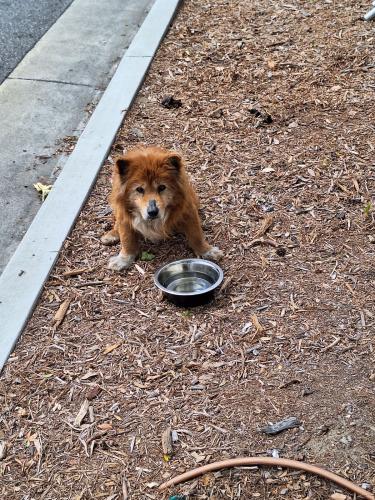 Found/Stray Male Dog last seen Figueroa/39th west side of street at coliseum entrance , Los Angeles, CA 90037
