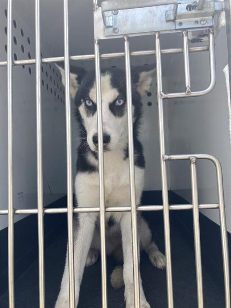 Shelter Stray Female Dog last seen Near BLOCK PRATER WAY, SPARKS NV 89431, Reno, NV 89502