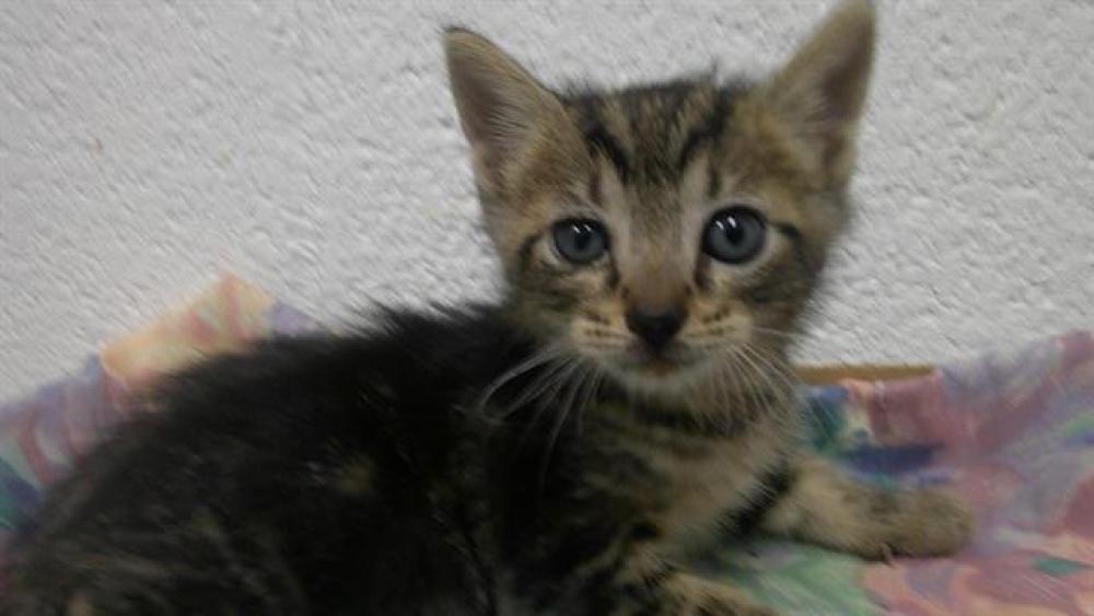 Shelter Stray Male Cat last seen Near BLOCK NW 6 TER, POMPANO BEACH FL 33060, Davie, FL 33312
