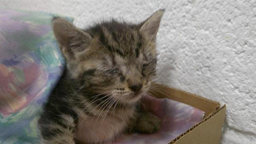 Shelter Stray Female Cat last seen Near BLOCK NW 6 TER, POMPANO BEACH FL 33060, Davie, FL 33312