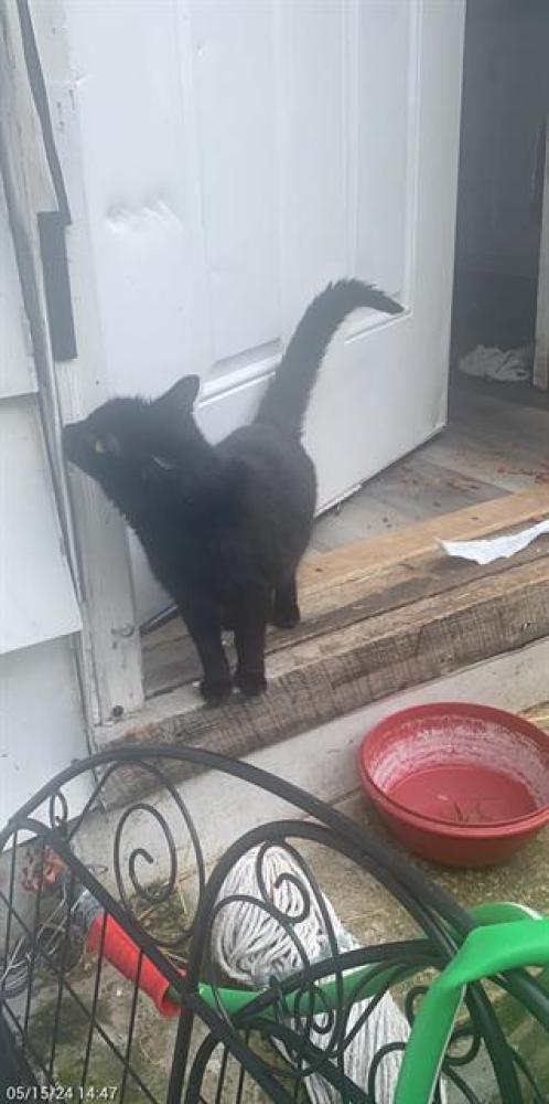 Shelter Stray Female Cat last seen Near , Indianapolis, IN 46221