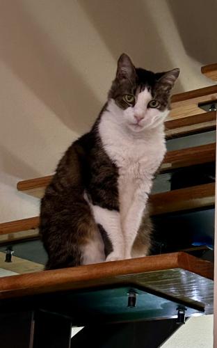 Lost Male Cat last seen Indiantown and Central , Jupiter, FL 33458