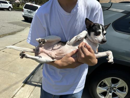 Found/Stray Male Dog last seen Hamilton and Randolph st., Pomona, CA 91768