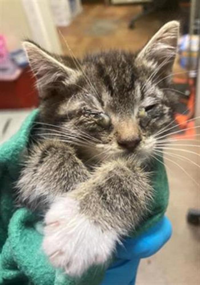 Shelter Stray Female Cat last seen FORD RD & MABEL ST, Sacramento, CA 95818