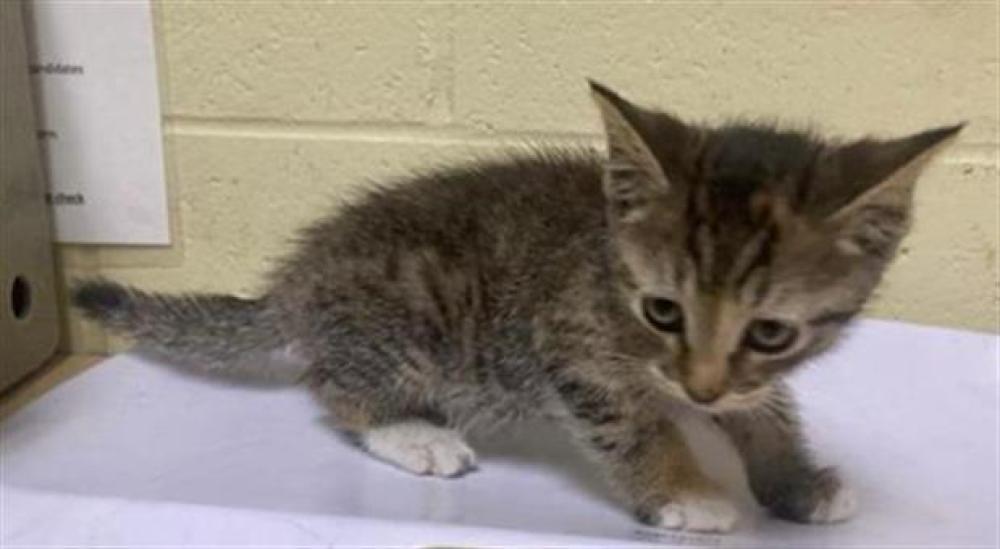 Shelter Stray Female Cat last seen EDINGER AVE AT 27TH ST, Sacramento, CA 95818
