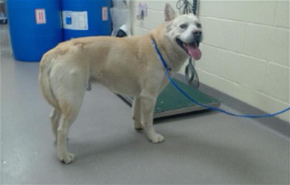 Shelter Stray Male Dog last seen Near BLOCK N HOOKER ST, DENVER CO 80219, Denver, CO 80223