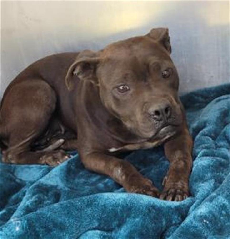 Shelter Stray Female Dog last seen Near BLOCK S ELECTRIC ST, DETROIT, MI 48217, Detroit, MI 48211