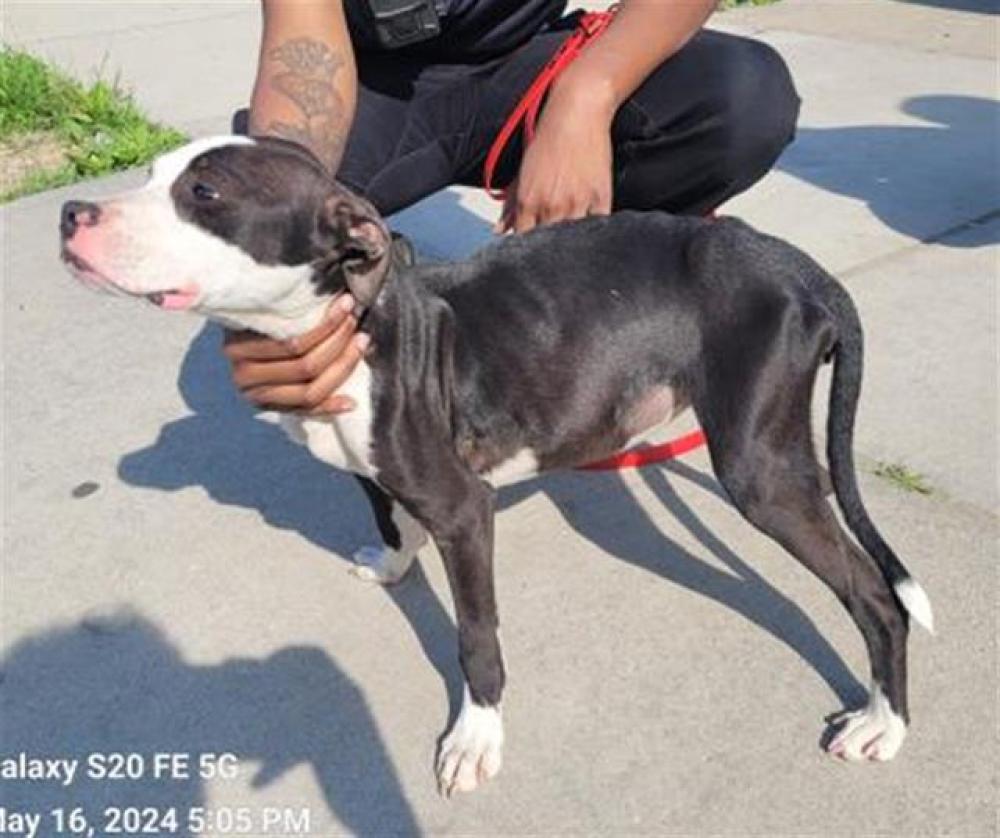 Shelter Stray Female Dog last seen Near BLOCK COLLINGWOOD ST, DETROIT, MI 48206, Detroit, MI 48211