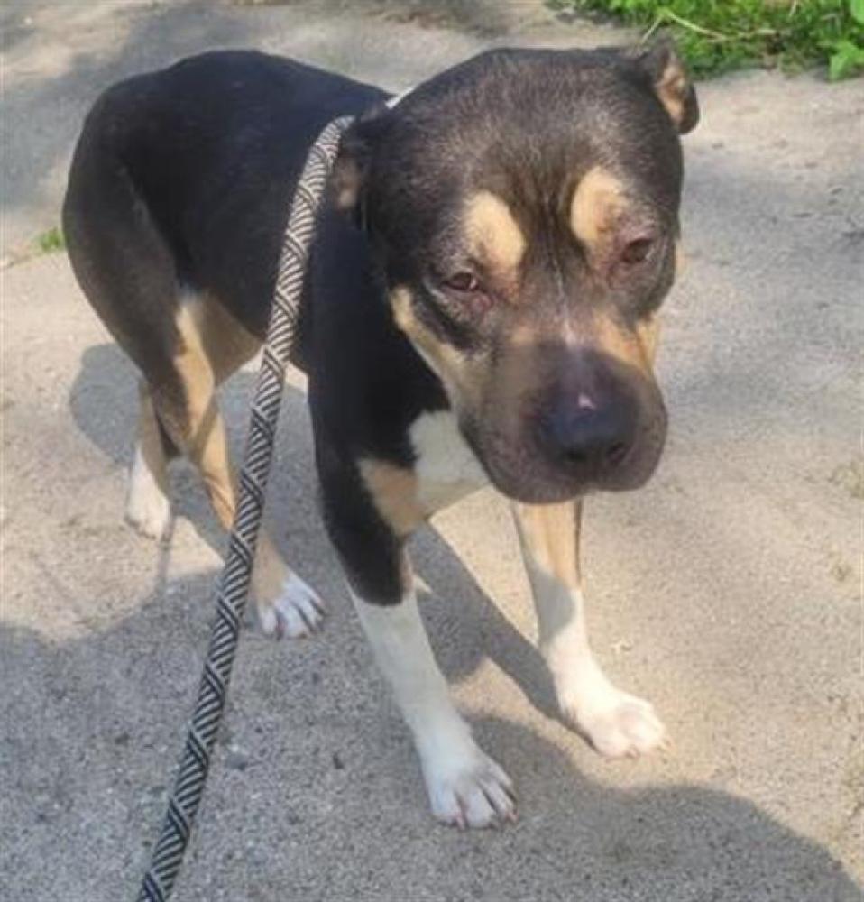 Shelter Stray Female Dog last seen Near BLOCK BLACKMOOR ST, DETROIT, MI 48234, Detroit, MI 48211