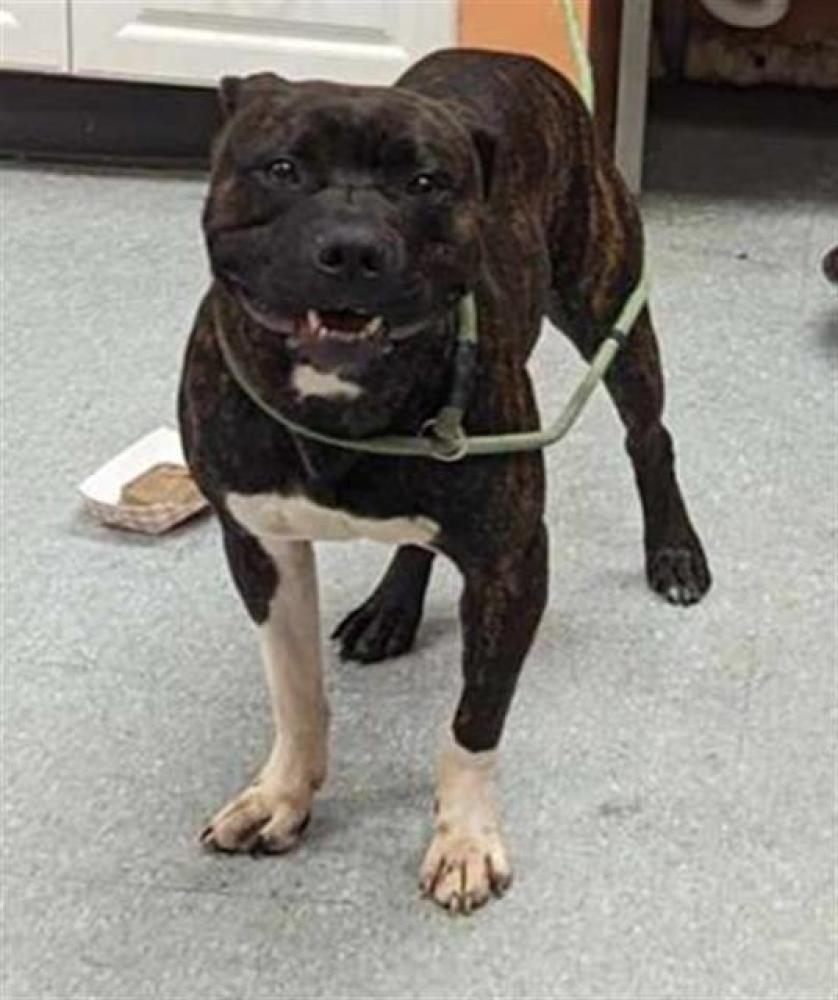 Shelter Stray Male Dog last seen Near BLOCK MILE/WESTPHALIA DETROIT, MI 48205, Detroit, MI 48211
