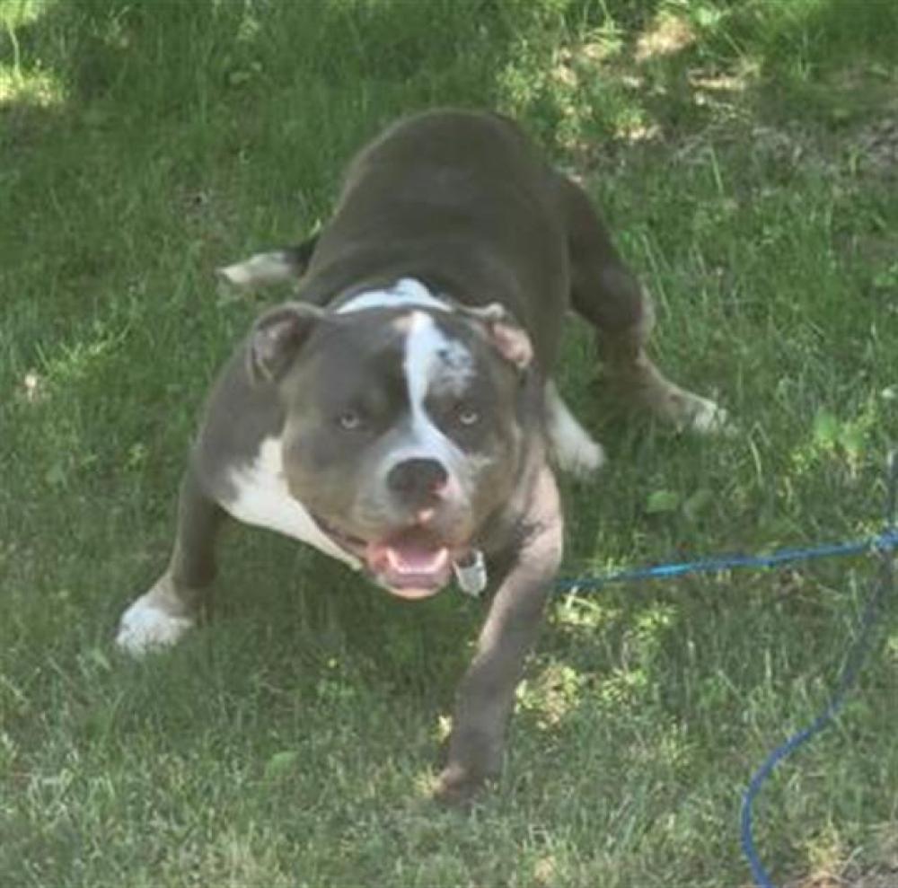 Shelter Stray Male Dog last seen Near BLOCK OAKMAN BLVD, DETROIT, MI, Detroit, MI 48211