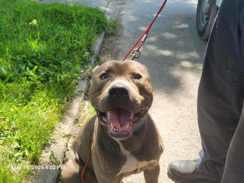 Shelter Stray Male Dog last seen Near BLOCK EVANSTON ST, DETROIT, MI, Detroit, MI 48211