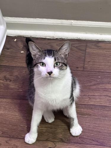 Lost Male Cat last seen Moore High School and Highview Park, Louisville, KY 40228