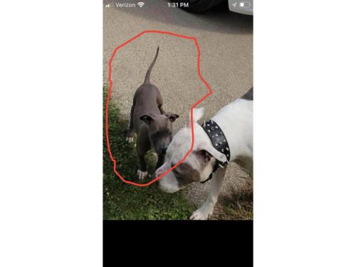 Lost Female Dog last seen Weissis, Bay St, Saginaw, MI 48603
