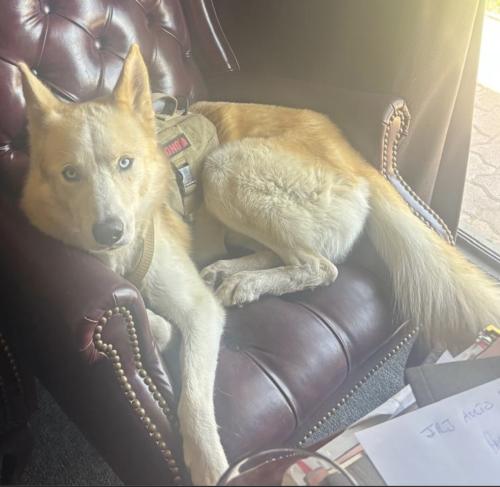 Lost Male Dog last seen Walnut Hill Ln and Harry Hines BLVD, Dallas, TX 75229