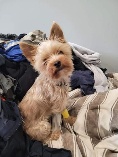 Lost Male Dog last seen Corner of Orchard Line and Bayfield Road , Bayfield, ON N0M 1G0
