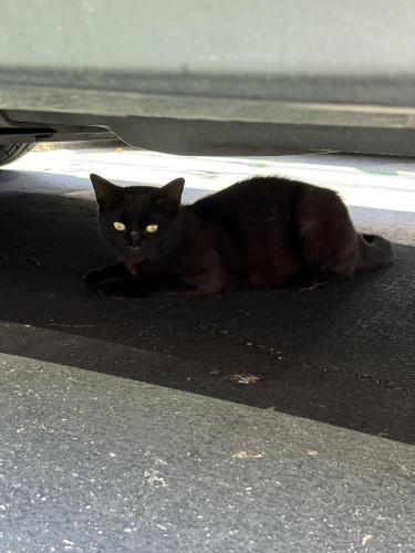 Found/Stray Unknown Cat last seen Trader Joe’s near UCI , Irvine, CA 92612