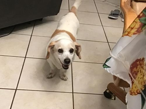 Lost Female Dog last seen Spring Valley and Peace, Spring Valley, NV 89147
